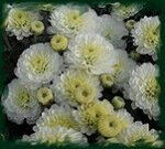 № 96 Джиджи Сноу_40 см_август
