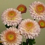 № 3 Pompon Pink НОВИНКА