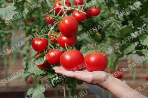 ПАРТНЕР Томат Ахмар F1 ( 2-ной пак.) / Гибриды томата с массой плода 100-250 г