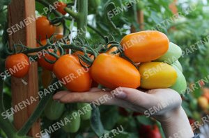ПАРТНЕР Томат Версаль F1 ( 2-ной пак.) / Гибриды томата с желто-оранжевыми плодами