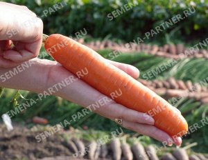 Семена Морковь Страна Чудес F1 ^(1Г)