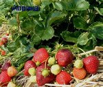 Априка (Aprica) (средне ранняя) Италия