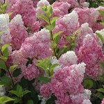 Гортензия метельчатая Vanille Fraise