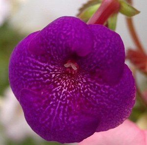 Ахименес Крупные сиренево-фиолетовые цветы с необычным тёмно-фиолетовым муаровым рисунком, напоминаю-щим  окрас цветка фаленопсиса. Растение высокое с прямостоячими побегами и тёмно-зелёными листьями.