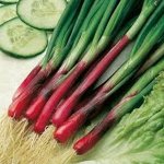 Семена Лук на зелень репчатый Красный салатный