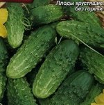 Семена Огурец Капелька