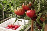 Семена Томат &quot;Розовый слон&quot;