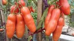 Семена Томат &quot;Казанова&quot;