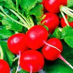 Семена Редис &quot;Гонконг&quot;
