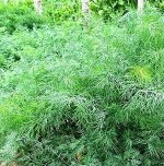 Семена Укроп Кустистый