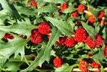 Семена Шпинат &quot;Земляничный&quot;