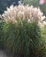 Мискантус сахароцветковый