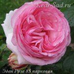 Эден Розе 85