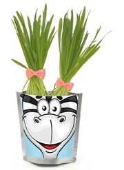 Happy Plant Сафари Зебра