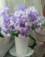 Детка стептокарпуса Dem-Крижалик (Д.Демченко)