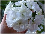 Черенок пеларгонии Edwards Pearl