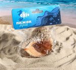 Ракушка декоративная Кассис, 8-9 см