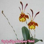 Psychp.(Pyp.) Mariposa
