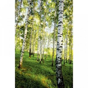 Фотообои К-117 «Берёзовый лес» (4 листа), 140 ? 200 см