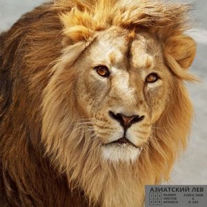 Фотообои К-104 «Азиатский лев» (6 листов), 210 ? 200 см
