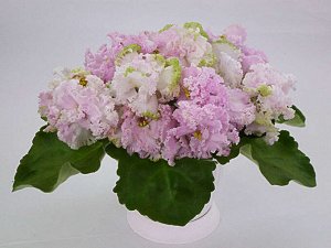 ЛЕ-Денди Крупные объемные бело-розовые, иногда с более ярким фуксиевым насыщенным центром, цветы с зеленой бахромой. Светлая волнистая листва.