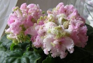 ЛЕ-Денди Крупные объемные бело-розовые, иногда с более ярким фуксиевым насыщенным центром, цветы с зеленой бахромой. Светлая волнистая листва.