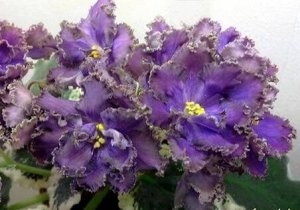 ЛЕ - Седой граф