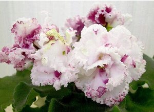 ЛЕ - Взбитые сливки люкс