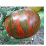 🌱 Элитные сорта томатов, перцев, и других культур НОВИНКИ