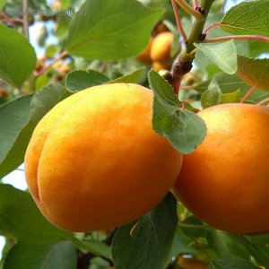 Абрикос Академик 2х летний саженец