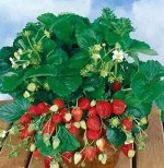 Лакомка