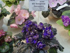 ЕК - Заморская Диковинка