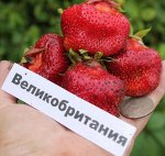 Великобритания