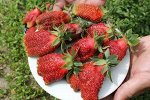 Купчиха