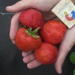 Сенсация
