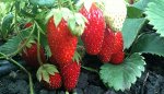 Солнечная поляна
