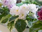 НД-Северный Рододендрон