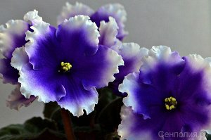 ПТ Полярная ночь