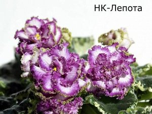 НК Лепота Крупные махровые белые цветы с пурпурным глазком и пурпурной каймой, украшенной бронзовым оверлоком. 
Пестролистная розетка.