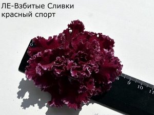 ЛЕ - Взбитые сливки (темный спорт)