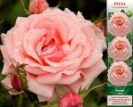 Роза Поэзия (Грандифлора) 1шт (Сиб сад)