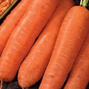 морковь нииох 336