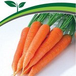 Свеколка, морковь, редисочка
