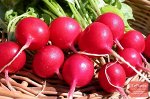 Семена Редис &quot;Жара&quot;