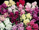 Левкой низкорослый смесь окрасок