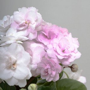 DS -Жасмин DS-Жасмин, стандартный трейлер.

Зацветает в юности и цветет, не переставая прекрасными жемчужными бело-розовыми махровыми цветами на длинных цветоносах. Будет хорош в подвесных кашпо. На к