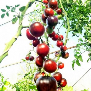 Помидоры Черная Бабочка — Black Butterfly Tomato
