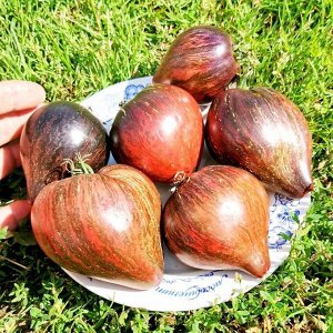 Флагманский Звёздный Истребитель Повстанцев