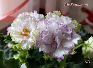 АВ - Кринолин