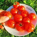 Пестролистные Помидоры Гендальф — Gandolf Variegated Tomato